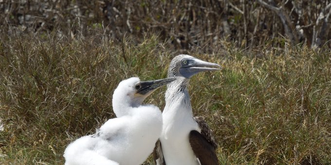 Blue-footed booby parent with chick at Isla Isabel