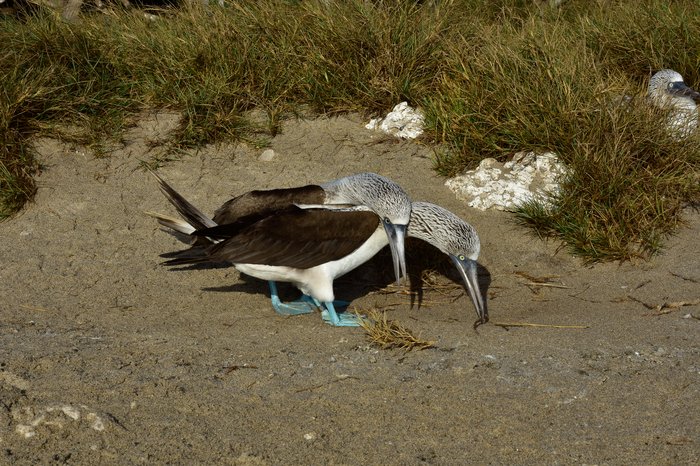 Two blue-footed boobies in courtship display at Isla Isabel