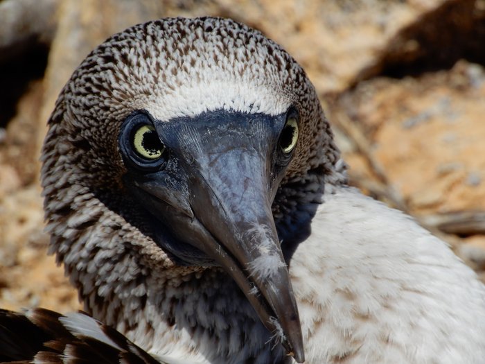 Close-up portrait of a blue-footed booby at the Isla Isabel field site