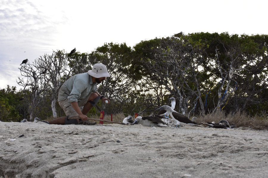 Santiago Ortega conducting nest checks among blue-footed boobies at Isla Isabel, Mexico