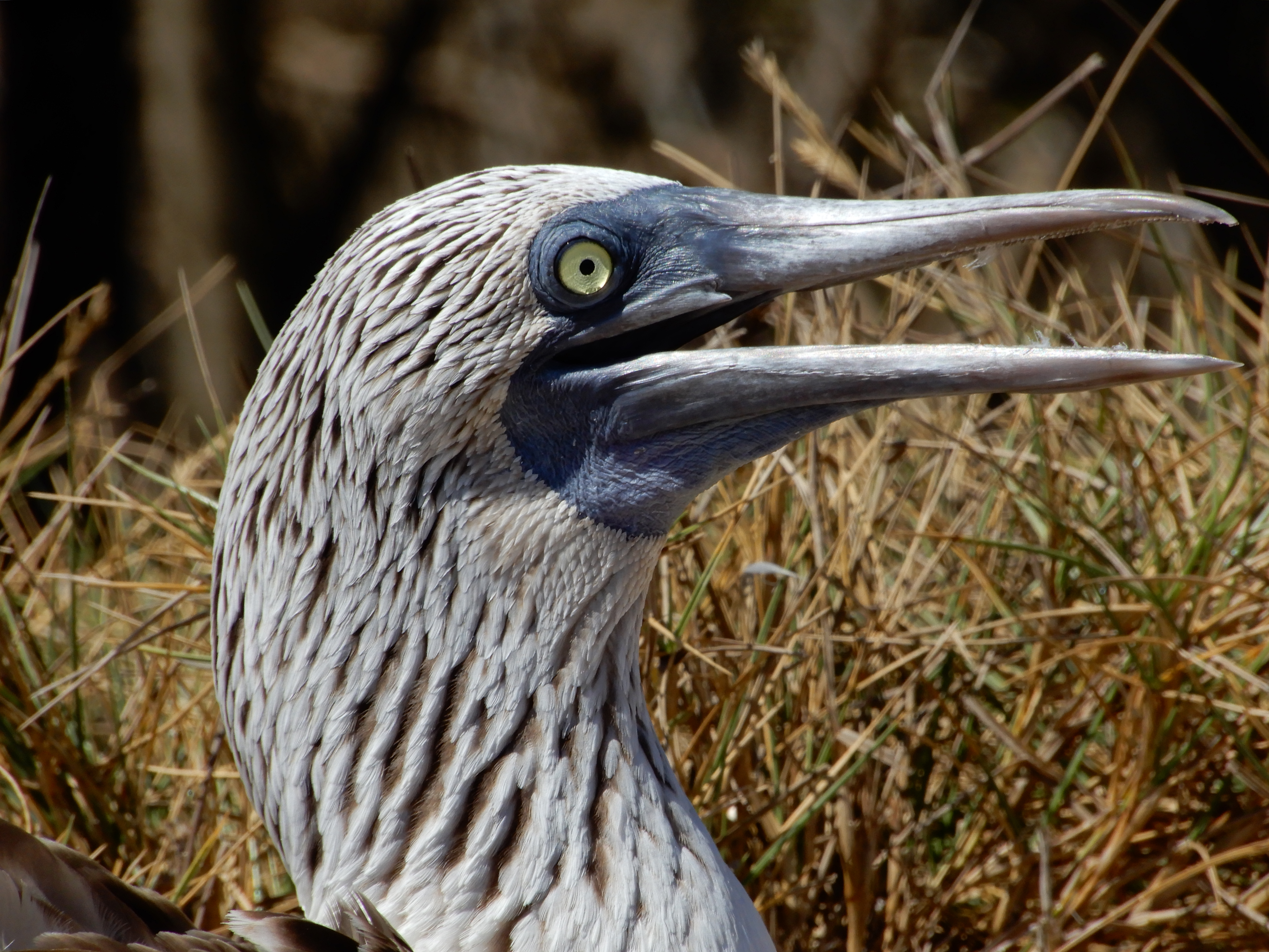 Blue-footed booby portrait