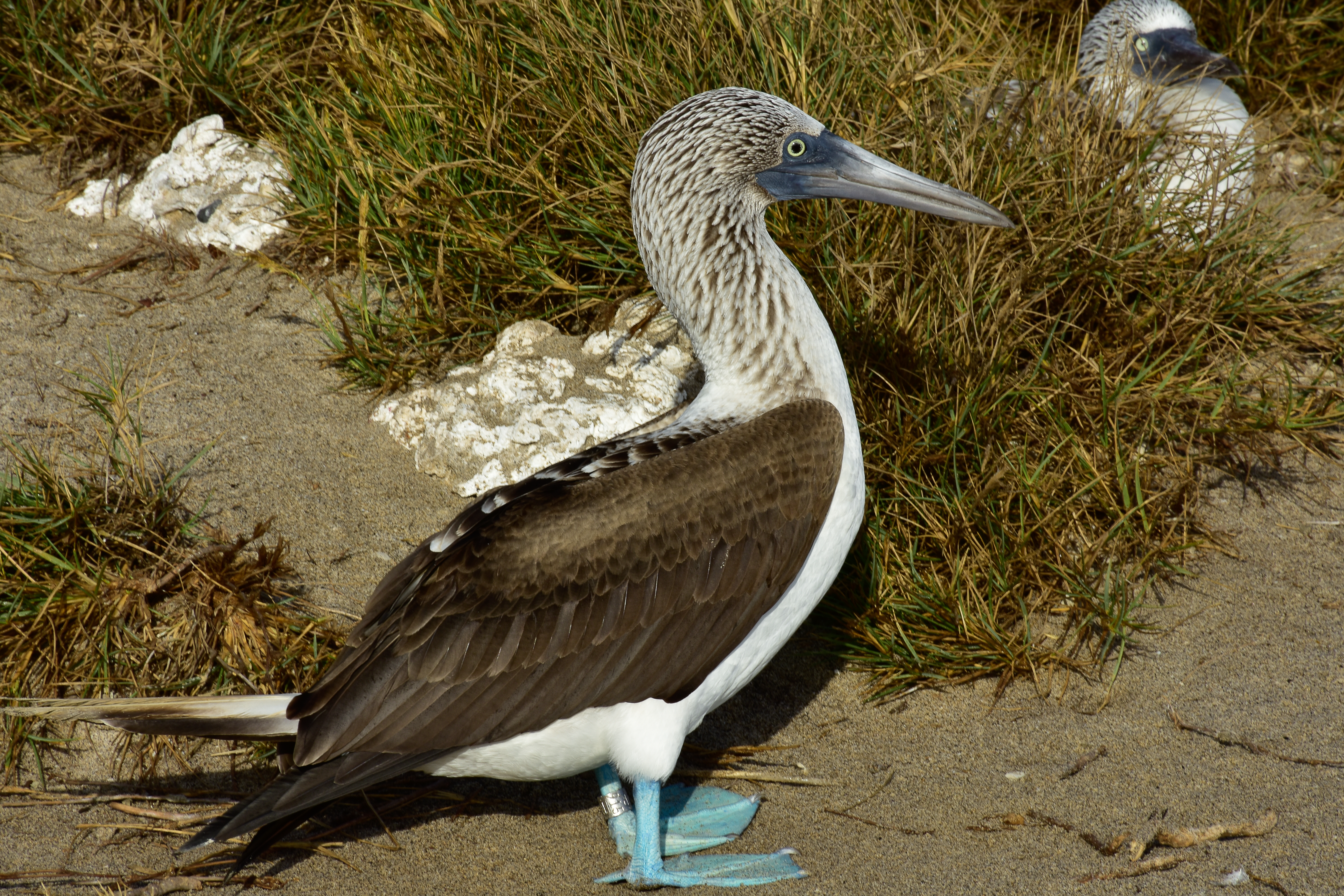 Blue-footed booby close-up
