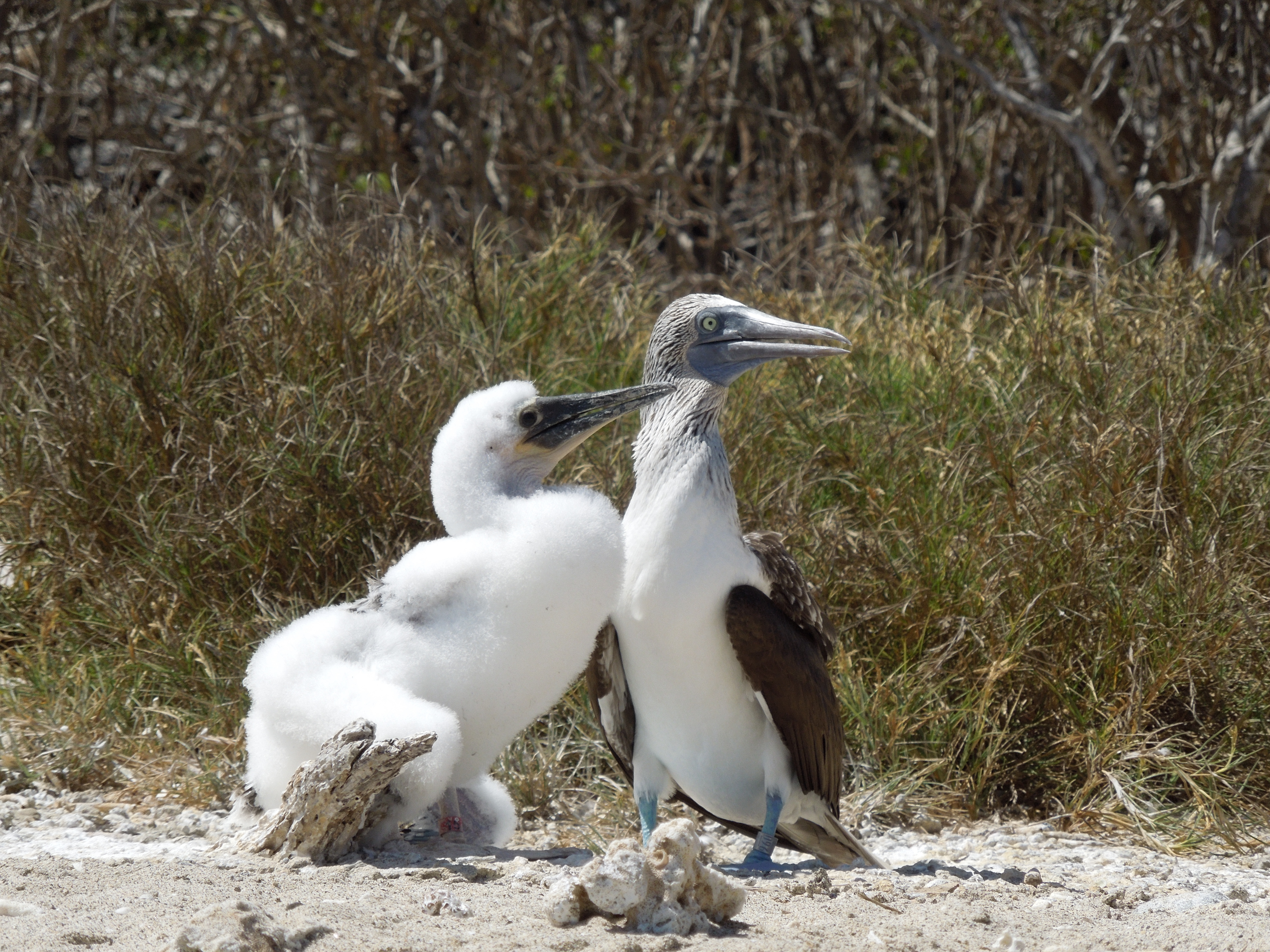 Blue-footed booby with chick