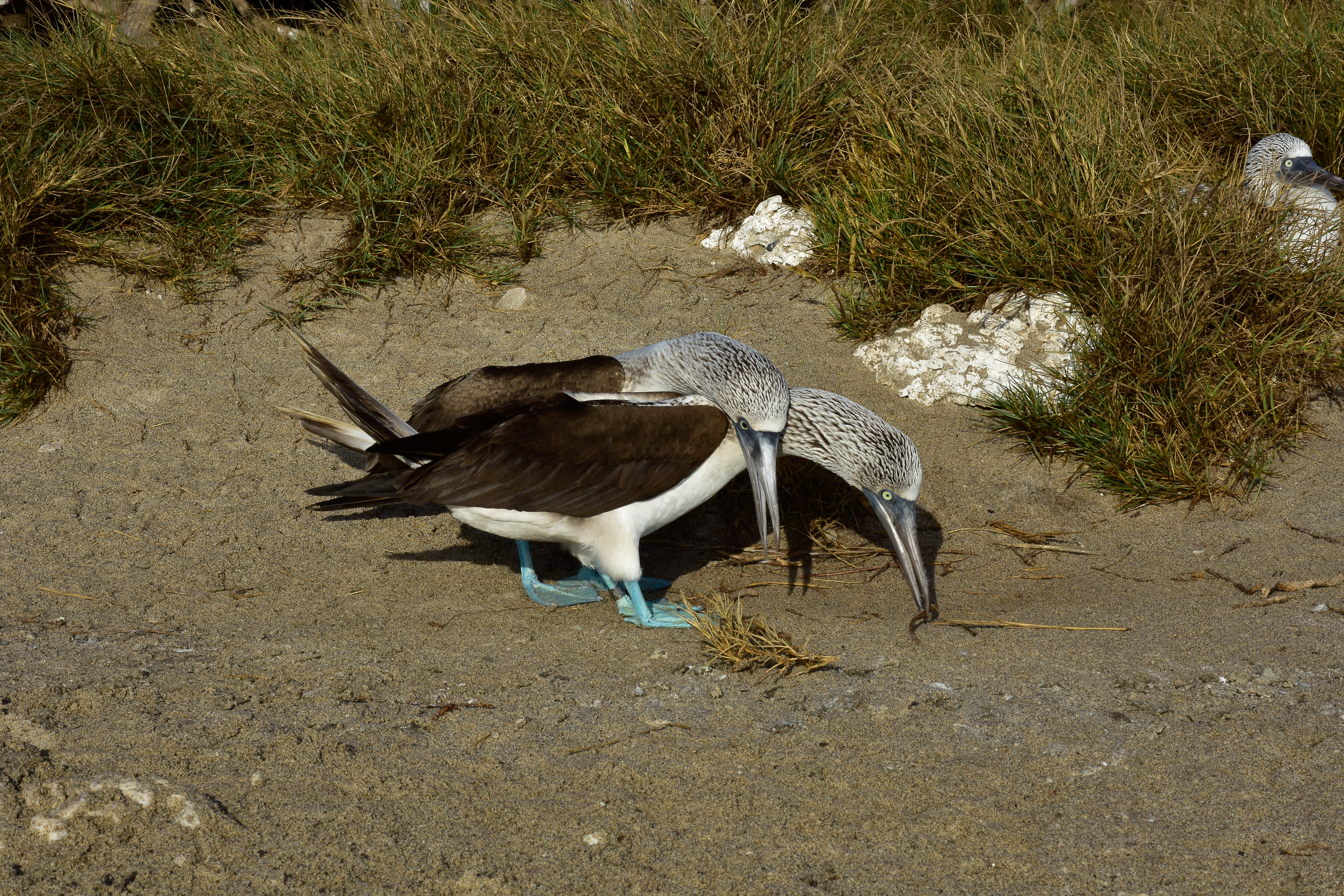 Blue-footed booby behaviour
